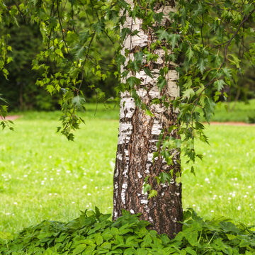 Ornamental Birch tree