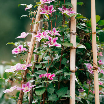 Clematis climber plant