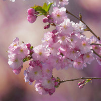 Pink blossom