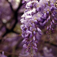Purple Wisteria tree
