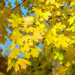 Yellow tree leaves