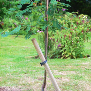 Newly planted tree