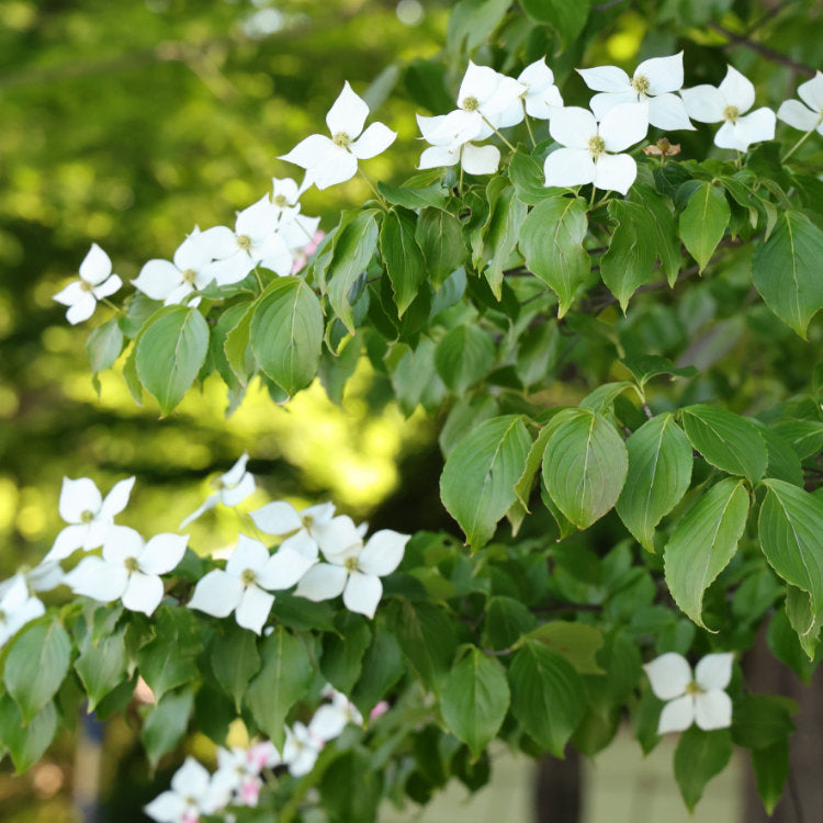 Cornus Flowering Dogwood Trees & Shrubs | Cornus | Ornamental Trees