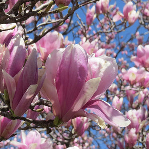 Magnolia tree in flower