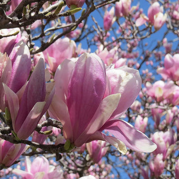 Magnolia tree in flower