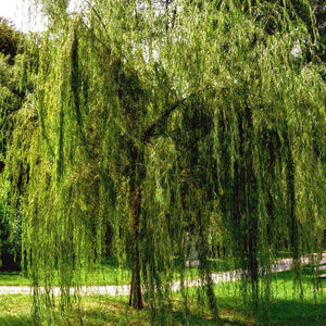 Weeping Willow tree