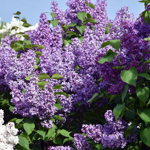 Lilac Trees | Syringa