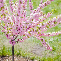 Small Flowering Cherry Trees