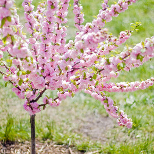 Small Flowering Cherry Trees