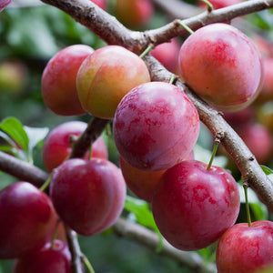 Plum tree with fruits