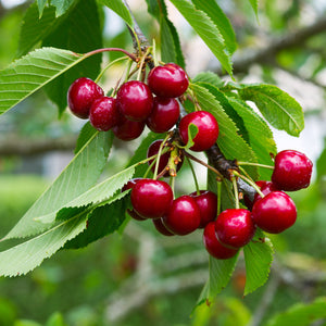 Cherry tree with fruit