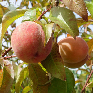 Peach & Nectarine Trees