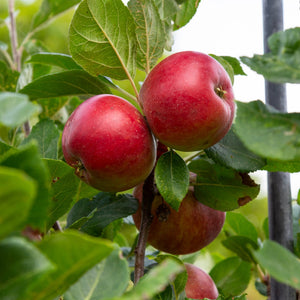 Apple tree with fruit