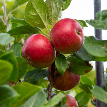 Apple tree with fruit