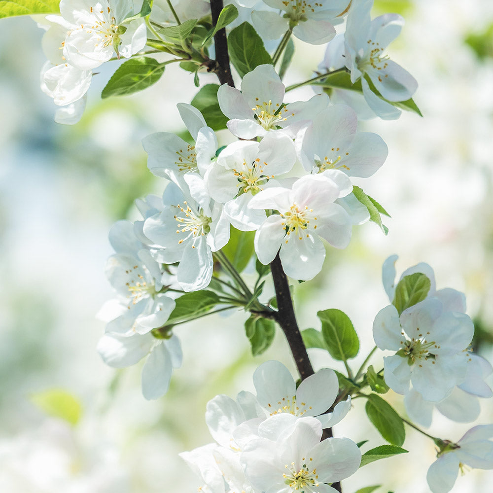 Self Fertile Fruit Trees | Self Pollinating | Ornamental Trees