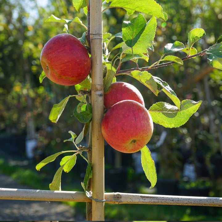 Mix of apples