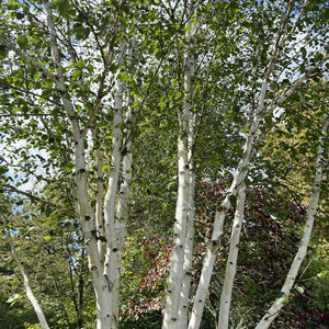 Mature Himalayan Birch Trees