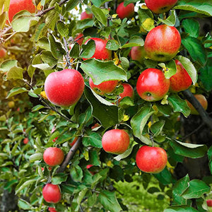 Mature apple tree with fruit on