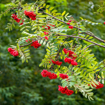 Mature Rowan tree with red berries