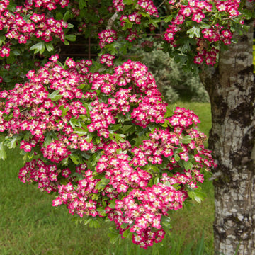 Mature Hawthorn tree in flower