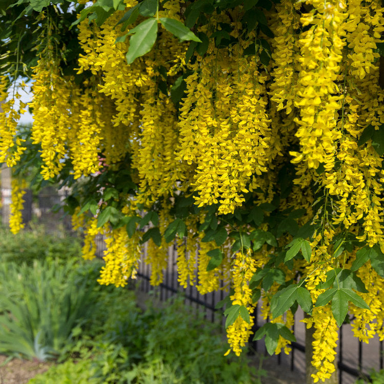 Unusual Mature & Large Trees For Sale | Ornamental Trees