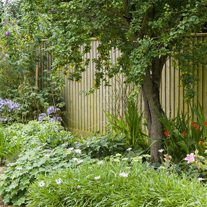 Mature tree in garden