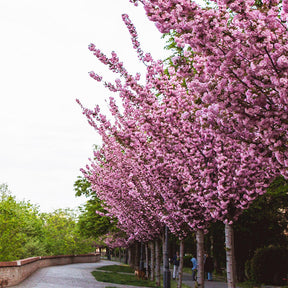 Avenue of cherry blossom trees along street