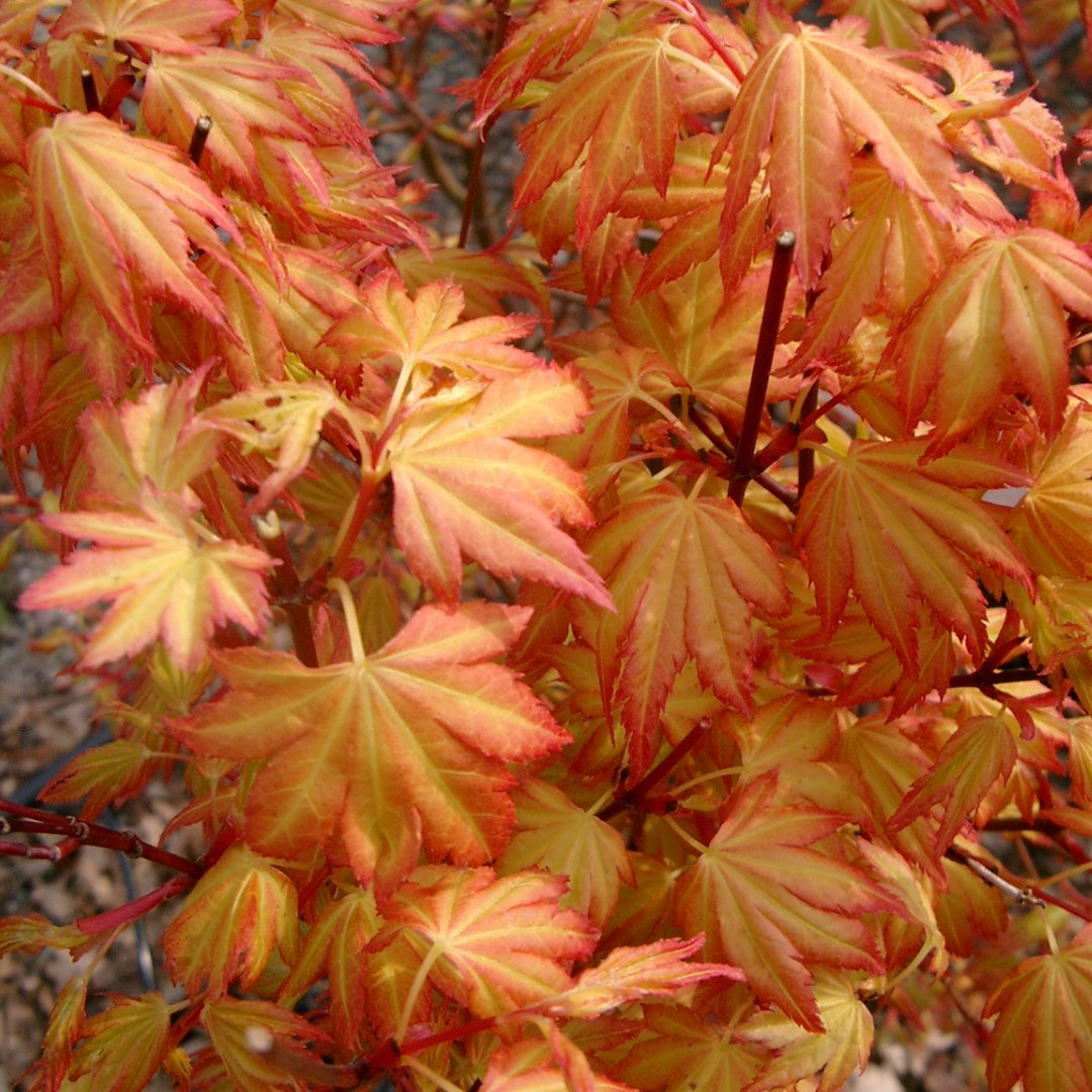 Japanese Maple Trees for Small Gardens & Patios | Ornamental Trees
