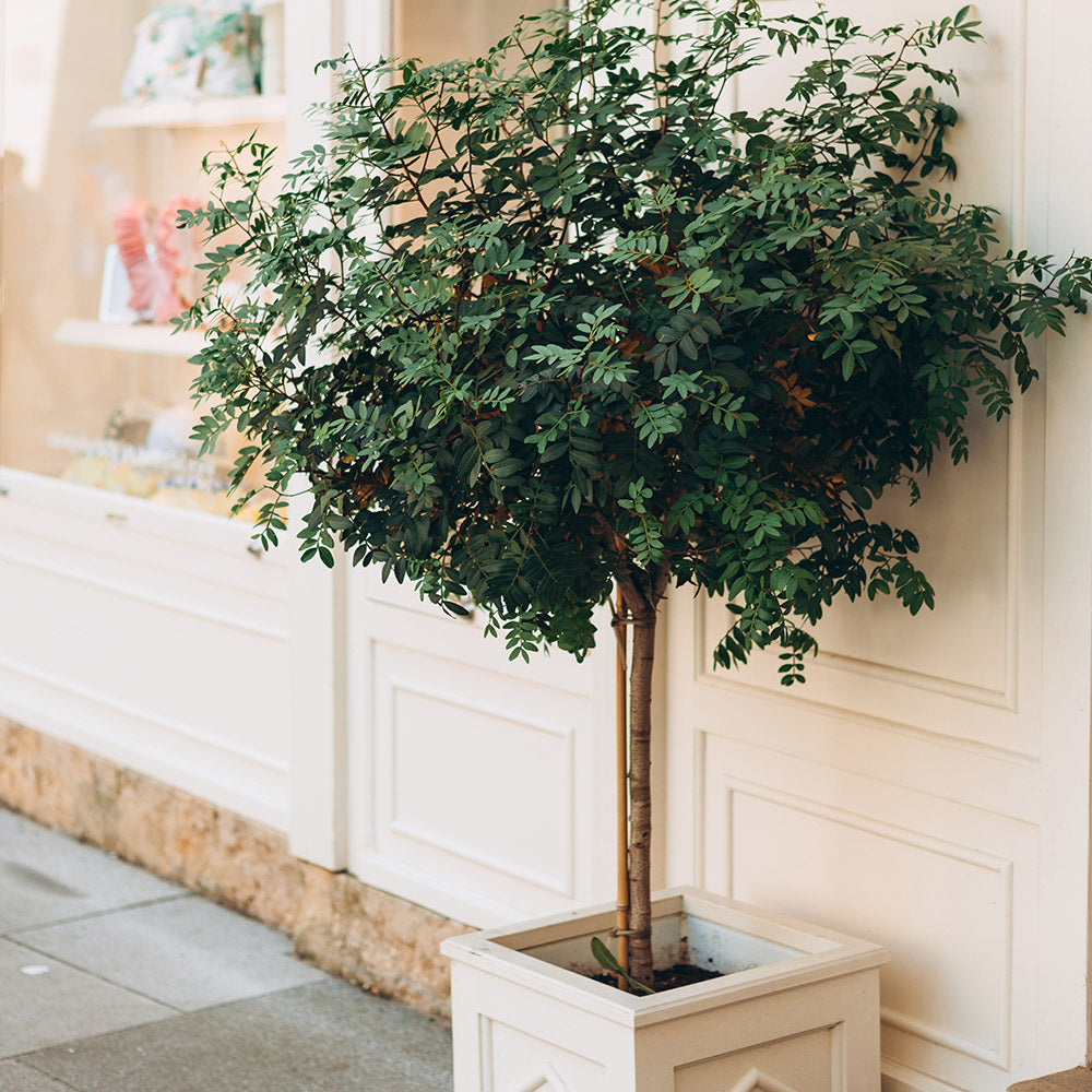 Little Tree Pot Small Trees For Pots & Patio Planters | Ornamental Trees