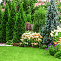 Assortment of evergreen conifers in garden