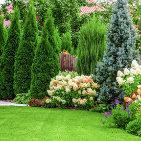 Assortment of evergreen conifers in garden