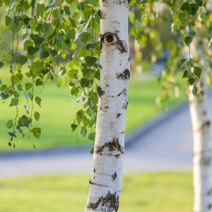 Birch Trees | Betula