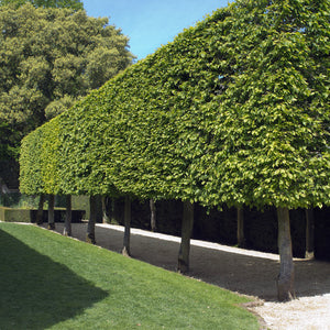 Pleached trees in a line
