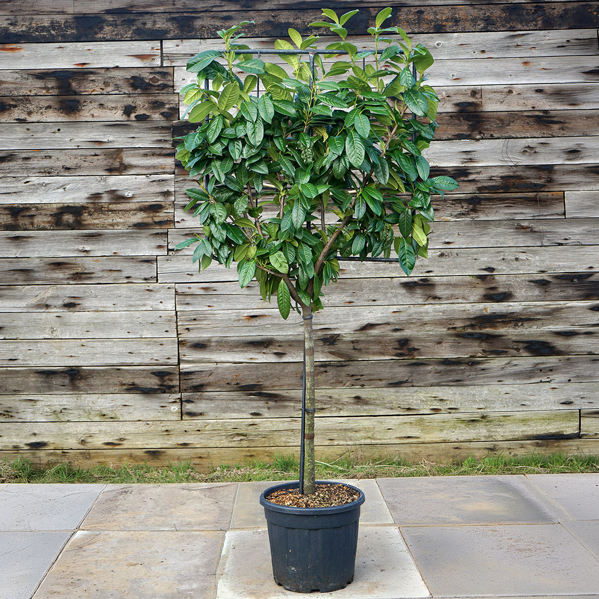 Evergreen Pleached Trees & Screening Online | Ornamental Trees