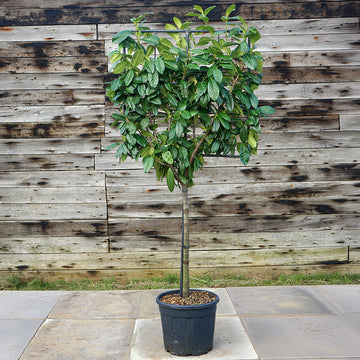 Evergreen pleached Cherry Laurel tree