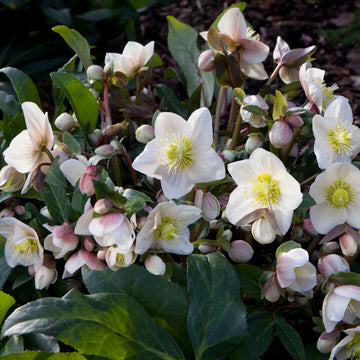 Flowering Hellebore