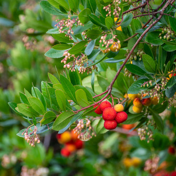 Arbutus Strawberry tree with fruit and flowers on