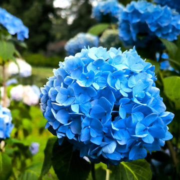Blue flowers