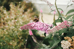 Drought Tolerant Trees & Garden Plants