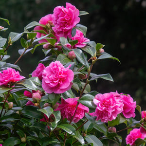Camellia flowers