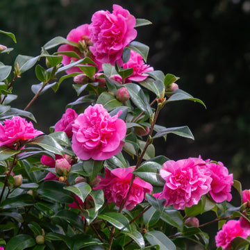 Camellia flowers
