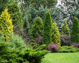 Evergreen Offers