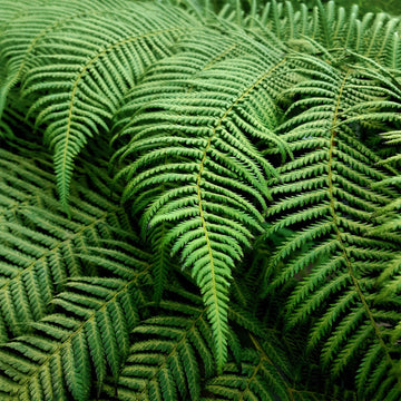 Ferns
