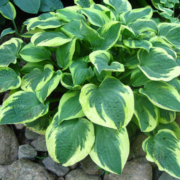 Hosta