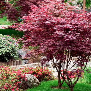 Summer Beauty Trees & Shrubs