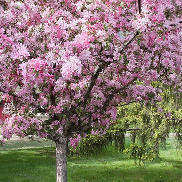 Mature flowering Amelanchier tree