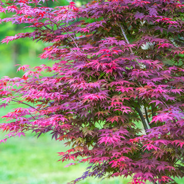 Japanese Maple
