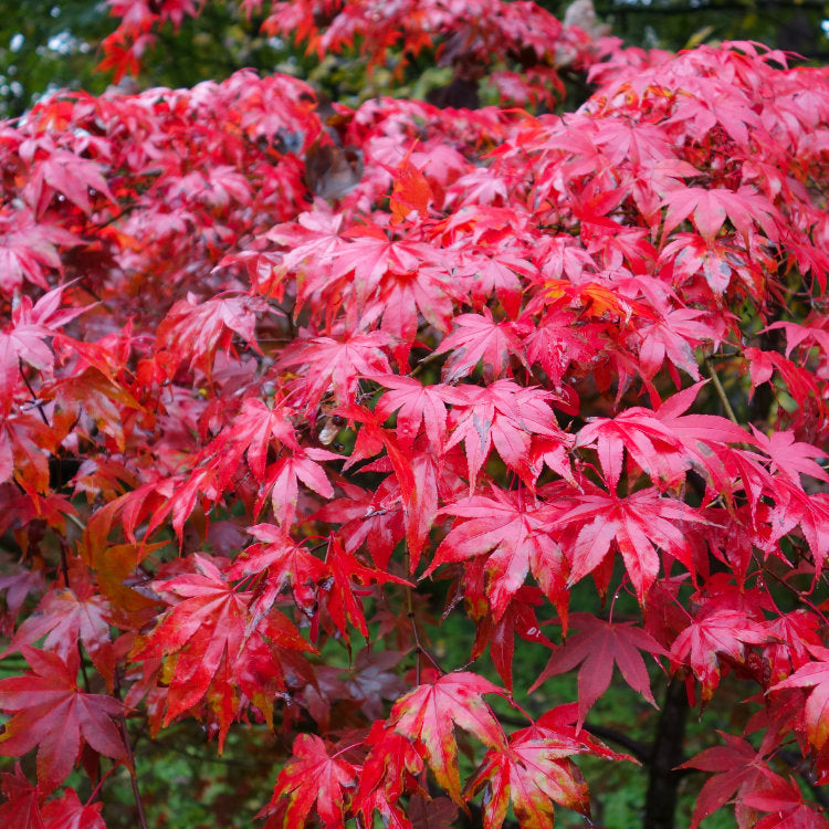 Angled Red Tree Red Trees, Shrubs, Flowers & Leaves | Ornamental Trees