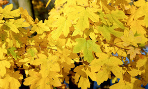 Field Maple Trees
