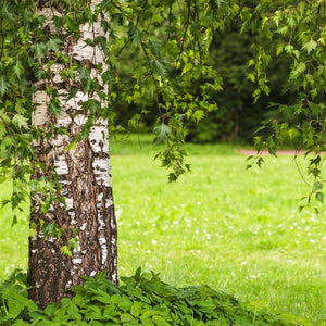 Garden Tree Offers